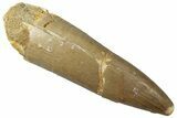Fossil Plesiosaur (Zarafasaura) Tooth - Morocco #298303-1